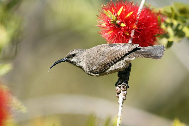 Greater double-collared sunbird Greater Doublecollared Sunbird Bird amp Wildlife Photography by