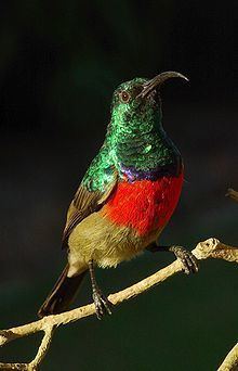 Greater double-collared sunbird httpsuploadwikimediaorgwikipediacommonsthu