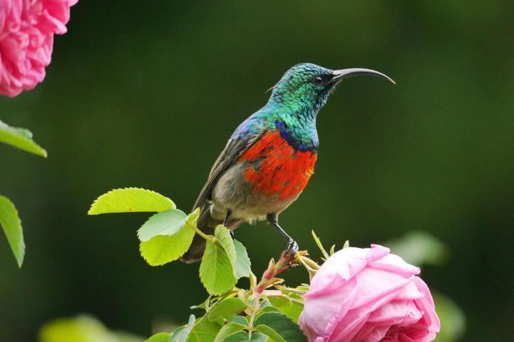 Greater double-collared sunbird Greater Doublecollared Sunbird Cinnyris afer male in blooming