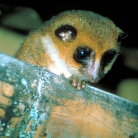 Greater dwarf lemur Primate Factsheets Image Greater dwarf lemur Cheirogaleus major