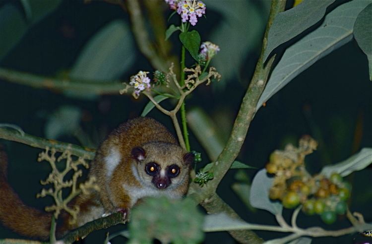 Greater dwarf lemur httpsuploadwikimediaorgwikipediacommonsff