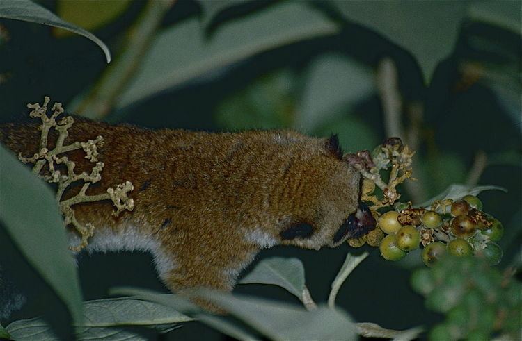 Greater dwarf lemur FileGreater Dwarf Lemur Cheirogaleus major 9643033765jpg