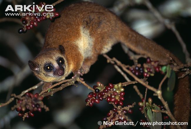 Greater dwarf lemur Geoffroy39s dwarf lemur videos photos and facts Cheirogaleus major