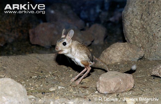 Greater Egyptian jerboa Greater Egyptian jerboa videos photos and facts Jaculus