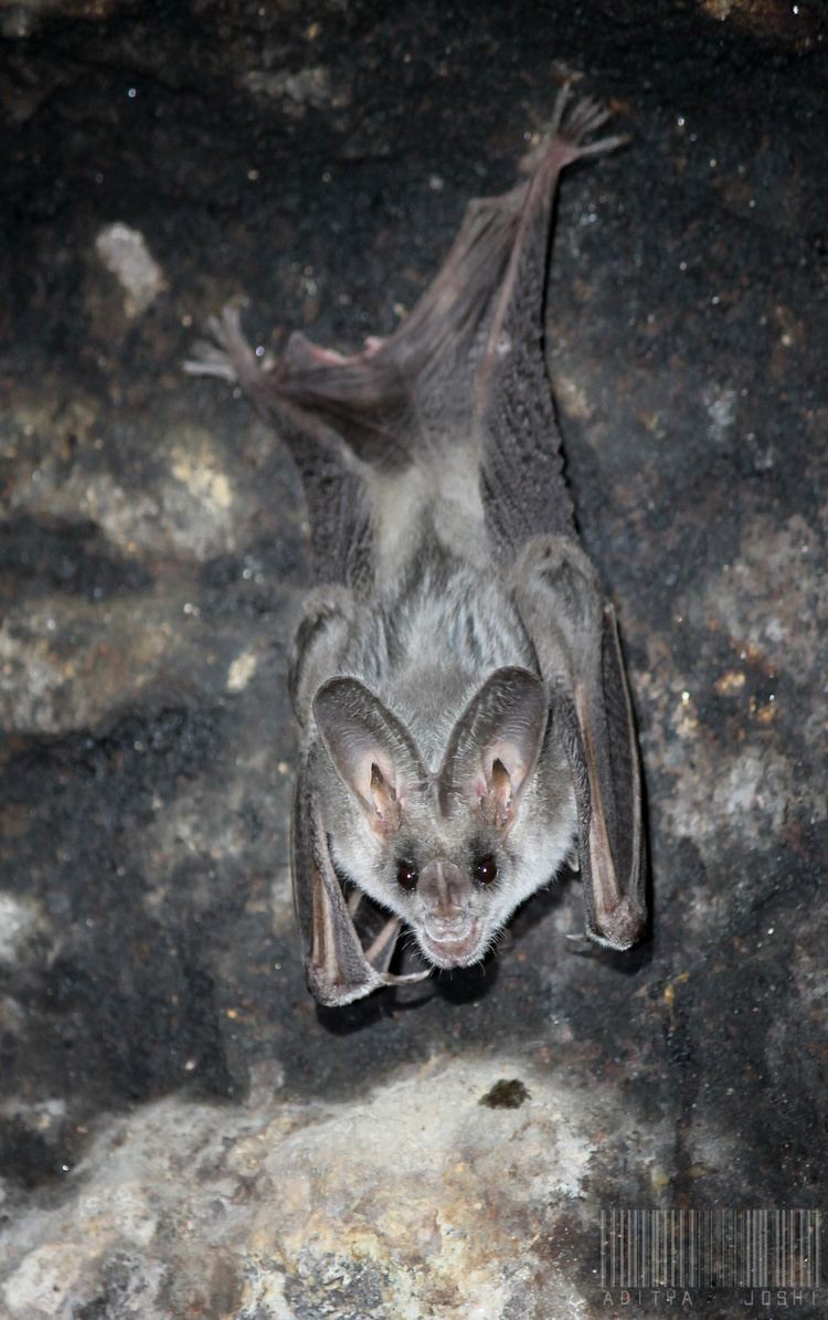 Greater false vampire bat httpsuploadwikimediaorgwikipediacommons33