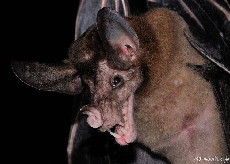 Greater false vampire bat jess39 animal facts on Twitter quotGreater false vampire bats have no