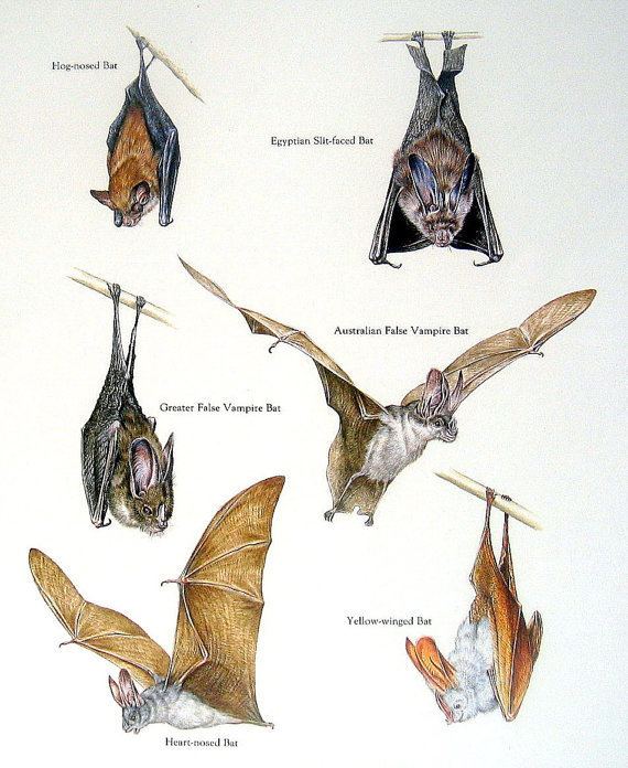 Greater false vampire bat Bats Hog Nosed Bat Greater False Vampire Bat by mysunshinevintage