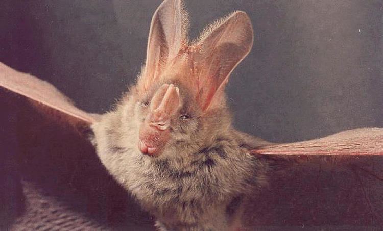 Greater false vampire bat ADW Megaderma lyra INFORMATION