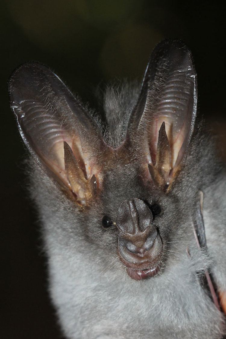 Greater false vampire bat Gallery Indian Bat Conservation and Research Unit