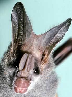 Greater false vampire bat Megaderma lyra