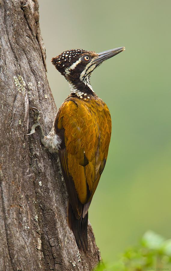 Greater flameback TheJungleLook Tales from the Indian Jungle MG8865Greater