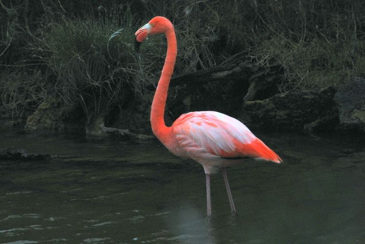 Greater flamingo Greater Flamingo O