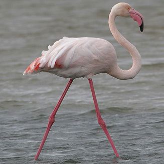 Greater flamingo ruber Greater flamingo