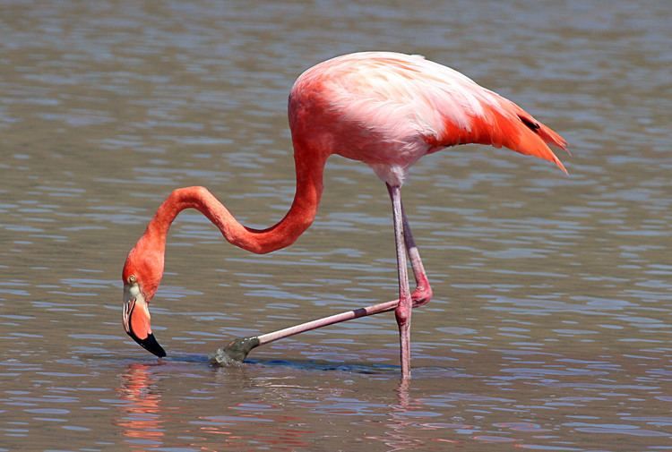 Greater flamingo flamingo