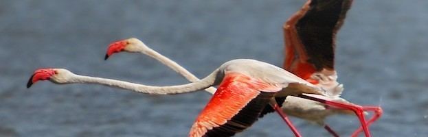 Greater flamingo Greater Flamingo Flamingo Facts and Information