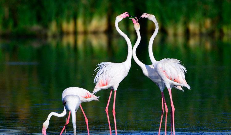 Greater flamingo Greater Flamingo Facts Diet amp Habitat Information