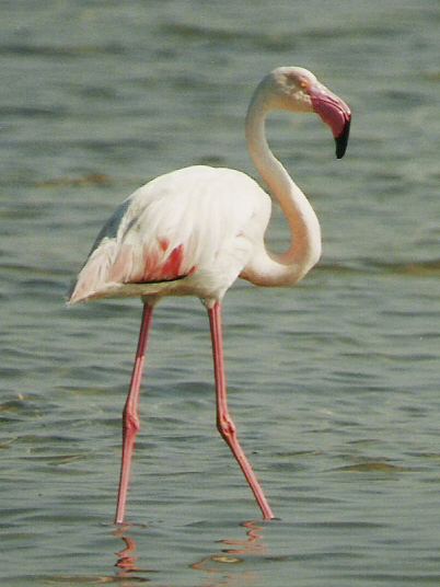 Greater flamingo Greater Flamingo gobirdingeu