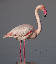 Greater flamingo httpsuploadwikimediaorgwikipediacommonsthu