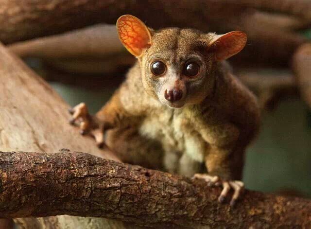 Greater galago Brown Greater Galago A Z Animals