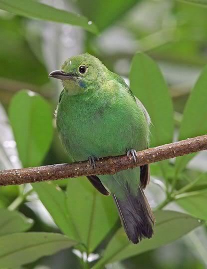 Greater green leafbird GOLDEN FRONTED LEAFBIRD AND GREATER GREEN LEAFBIRD Malaysia Bird Forum