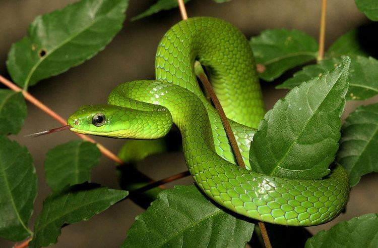Greater green snake Greater Green Snake Cyclophiops major Hong Kong China cowyeow