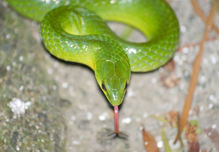 Greater green snake Cyclophiops major Greater Green Snake