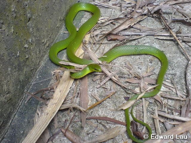 Greater green snake Reptile of Hong Kong
