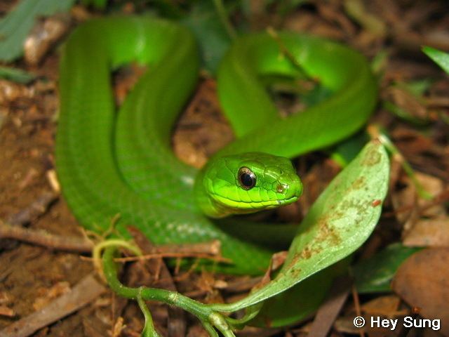 Greater green snake Reptile of Hong Kong