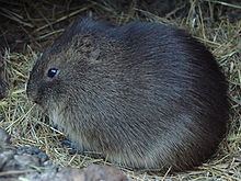 Greater guinea pig httpsuploadwikimediaorgwikipediacommonsthu