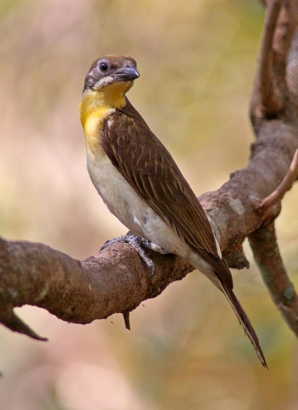 Greater honeyguide Greater Honeyguide Indicator indicator videos photos and sound