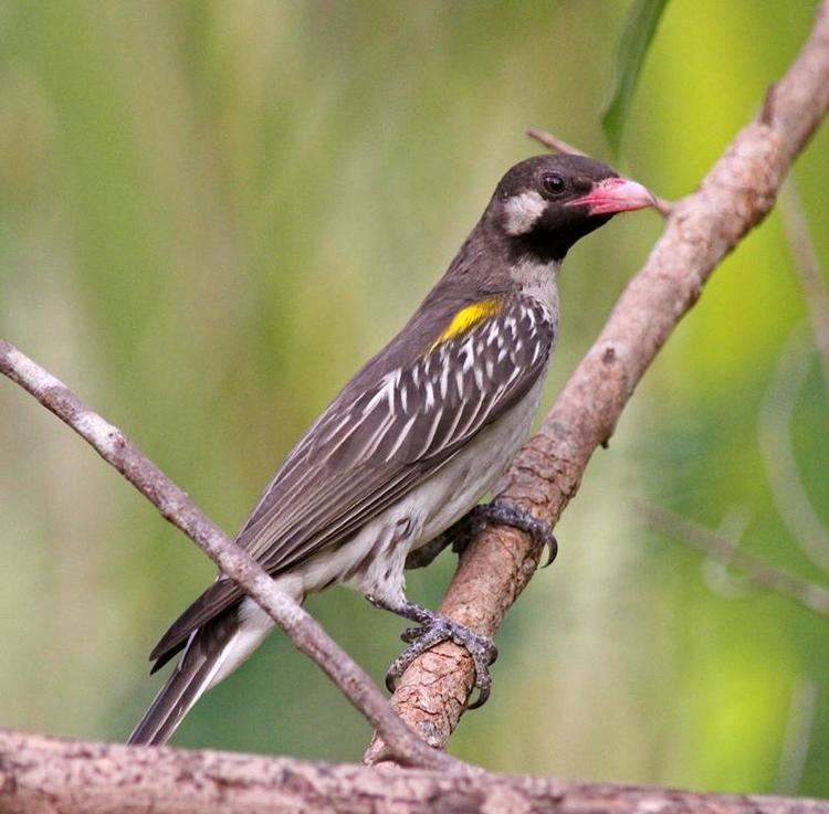Greater honeyguide Greater Honeyguide Indicator indicator videos photos and sound