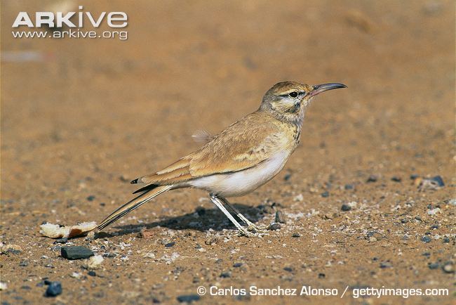 Greater hoopoe-lark Greater hoopoelark videos photos and facts Alaemon alaudipes