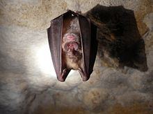 Greater horseshoe bat Greater horseshoe bat Wikipedia