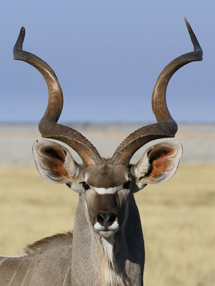 Greater kudu Greater kudu Wikipedia