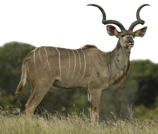 Greater kudu wwwitsnatureorgwpcontentuploads201006DSC17