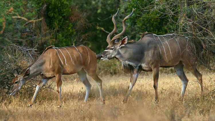 Greater kudu Greater Kudu MpalaLive