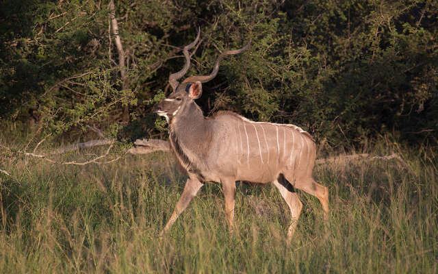 Greater kudu Information About the Greater Kudu The Nature Conservancy