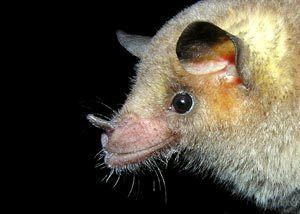 Greater long-nosed bat batsoftexascomimagesspeciesleptonycterisnival