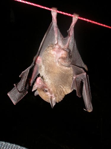 Greater long tailed bat - Alchetron, the free social encyclopedia