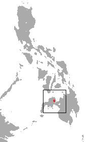 Greater Mindanao shrew