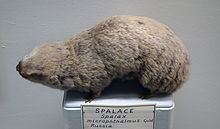 Greater mole-rat httpsuploadwikimediaorgwikipediacommonsthu