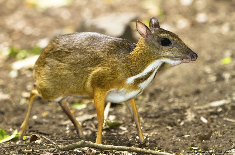 Greater mouse-deer Greater mouse Deer Tragulus napu Greater mouse Deer Tra Flickr