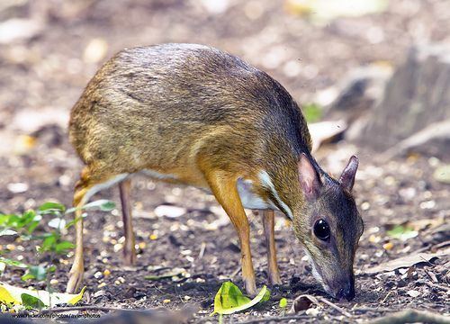 Greater mouse-deer Greater mouse Deer Tragulus napu MOUSE DEER Pinterest Deer