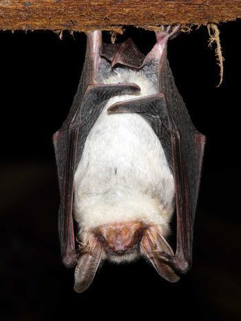 Greater mouse-eared bat British Wildlife Facts Greater Mouse Eared Let39s Go Britain