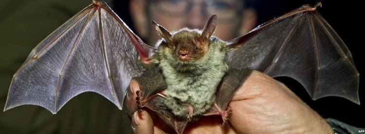 Greater mouse-eared bat Focus on the Greater Mouse Eared Bat Interview with The Bat Trust