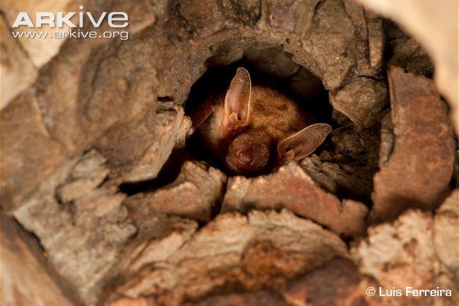 Greater mouse-eared bat Greater mouseeared bat photo Myotis myotis A14235 ARKive