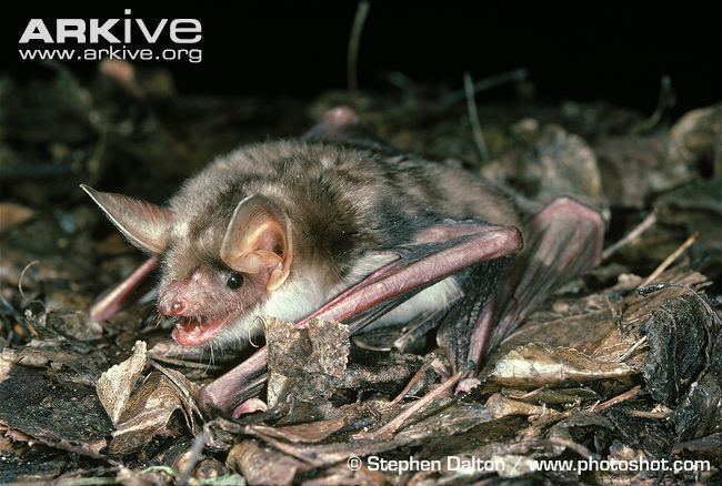 Greater mouse-eared bat Greater mouseeared bat photo Myotis myotis A14235 ARKive