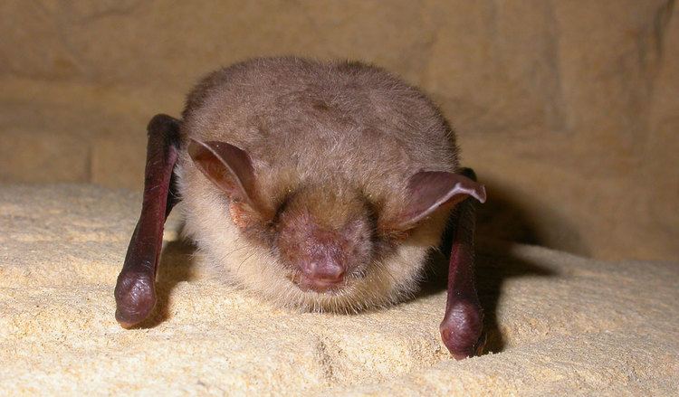 Greater mouse eared bat - Alchetron, the free social encyclopedia