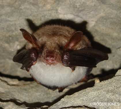 Greater mouse-eared bat Bat Greater Mouseeared wwwwildenglandcom