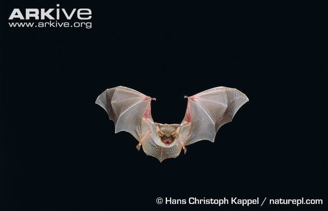 Greater mouse-eared bat Greater mouseeared bat videos photos and facts Myotis myotis